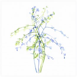 01-01-02-03 -[*->http://www.xtraces.com/2016_05_01_archive.html]-Aquarelle sur papier, 65x50 cm