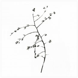 01 -[*->http://www.xtraces.com/2016_05_01_archive.html]-Aquarelle sur papier, 65x50 cm
