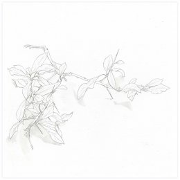 Branche d'hiver avec petites feuilles et épines[*->http://www.xtraces.com/2011_01_01_archive.html]Mine de plomb sur papier, 25x33 cm