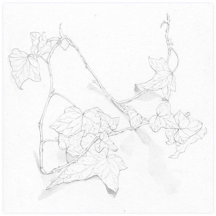 Autre branche de lierre[*->http://www.xtraces.com/2011_01_01_archive.html]Mine de plomb sur papier, 25x33 cm
