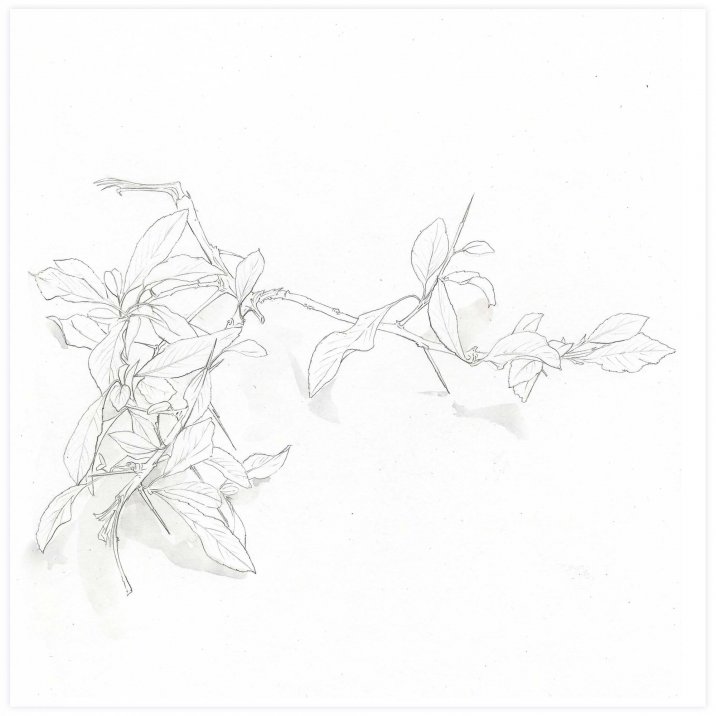 Branche d'hiver avec petites feuilles et épines[*->http://www.xtraces.com/2011_01_01_archive.html]Mine de plomb sur papier, 25x33 cm