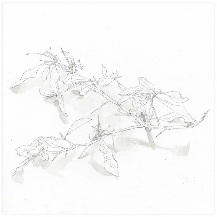 Branche d'hiver avec petites feuilles et épines vue de côté[*->http://www.xtraces.com/2011_01_01_archive.html]Mine de plomb sur papier, 25x33 cm