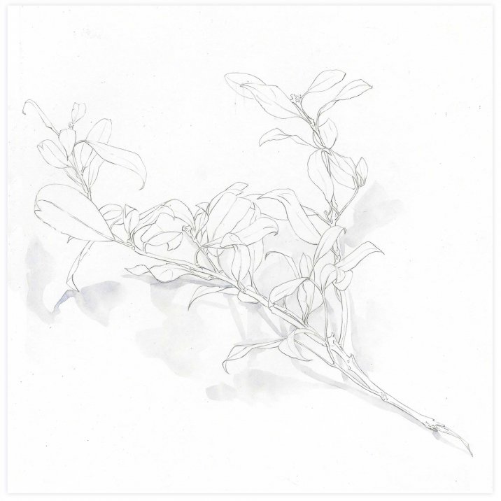 Branche d'hiver avec petites feuilles dans l'autre sens[*->http://www.xtraces.com/2011_01_01_archive.html]Mine de plomb sur papier, 25x33 cm